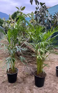گیاه نخل اریکا