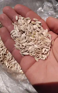 بذر گرگه دیم یا گرمک، کالک