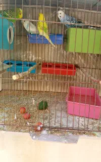 فروش مرغ عشق