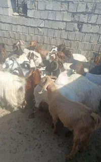 بز محلی