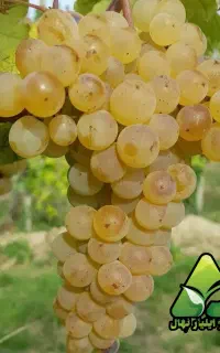 نهال انگور سفیدبیدانه