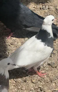 کبوتر طوقی