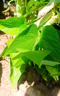 کاه لوبیا چیتی