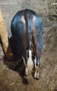 گوساله نر
