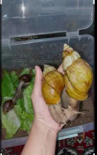 حلزون سوپر مولد آلبینو