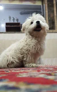 پاپی تر بیت شده