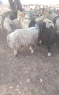 ۴تابره