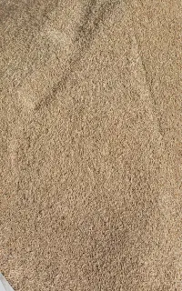 جو محلی  درجه  یک  برا کاشت، جو هفت چشمه