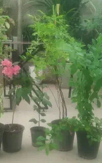 5 عدد گل با کیفیت فقط 300 / چهار عدد گل کوچک ۱۰۰