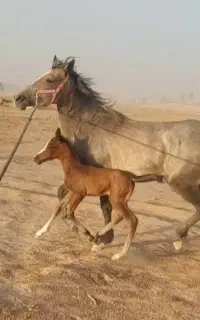 مادیان ابرش نیله همراه با کره 2روزه 70تومن