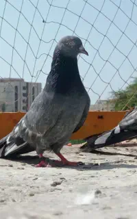 3جفت کبوتر به فروش میرسد یکجا