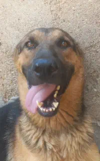 سگ ژرمن
