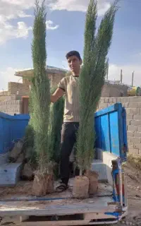 سرو شیراز اصیل ایرانی نژاد خاص نهال کمیاب