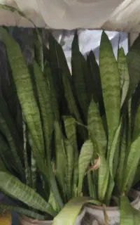 گل نو و طبیعی