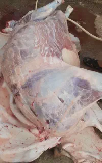 قصاب ماهر با پیش از سی سال سابقه