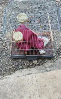 قفس پرنده