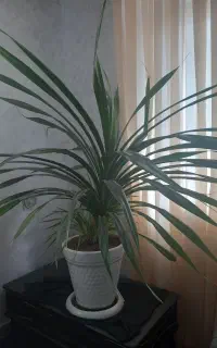 گل بزرگ پاندانوس