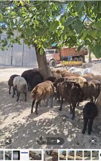 بره نر نژاد شال