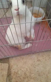 خرگوش