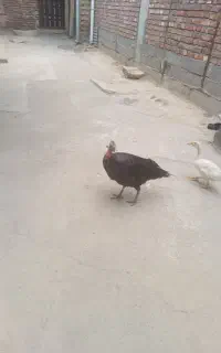 بوقلمون کرچ با دوتا جوجه
