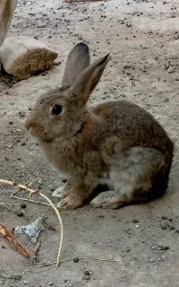 خرگوش نر و ماده باهم