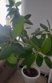 گل طبیعی