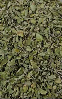 آویشن تازه خوش عطر