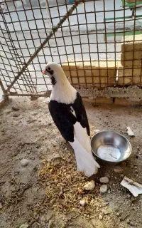 فروش دوکت سیا نر