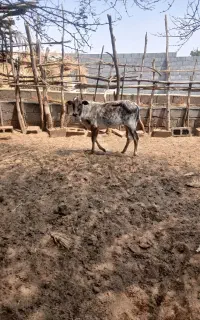 گستر برای فروش هست