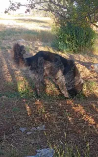 سگ قدرجونی