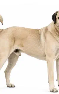 سگ نژاد کانگال