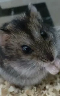 حلزون طبی