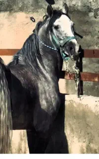 کره مادیون کره ارشا کیانی