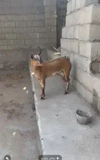 نرخطی