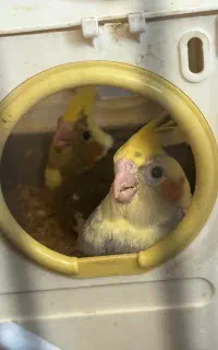 یک جفت عروس هلندی با دوتا جوجه