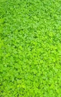 نشا گوجه فلفل بادمجان