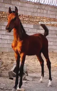 اسب