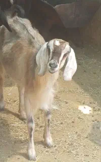 بز دورگ شیر وار