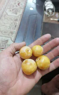 الو زرد یا قطره طلایی
