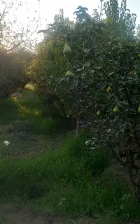 باغ میوه و باغچه(هشتگرد،تنکمان)