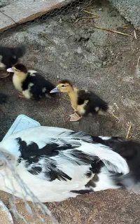 بچه اردک اسراییلی سالم ۱۴ روزه