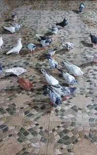 کبوتر همه باهم به فورش میرسد
