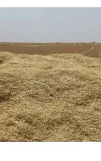 کاه گندم دیم