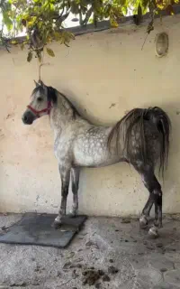 اسب نریان