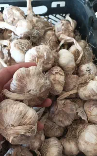 سیر قرمز