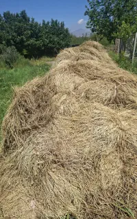 فروش علوفه