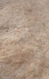 کاه گندم
