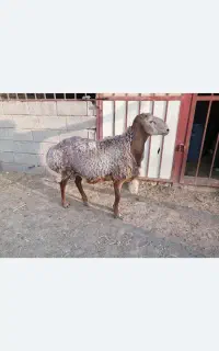 میش و بره و قوچ چینی