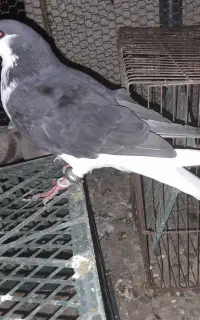 کبوتر