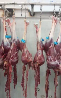 گوشت تازه شترمرغ